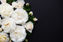 Understanding NSW Death Notices: A Comprehensive Guide